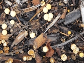 Bunch of mushrooms
